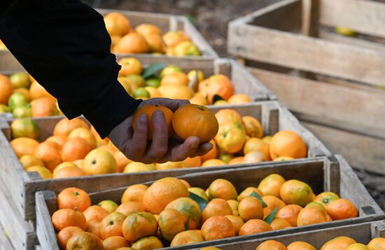 Abkhazia Agriculture Mandarines Harvesting