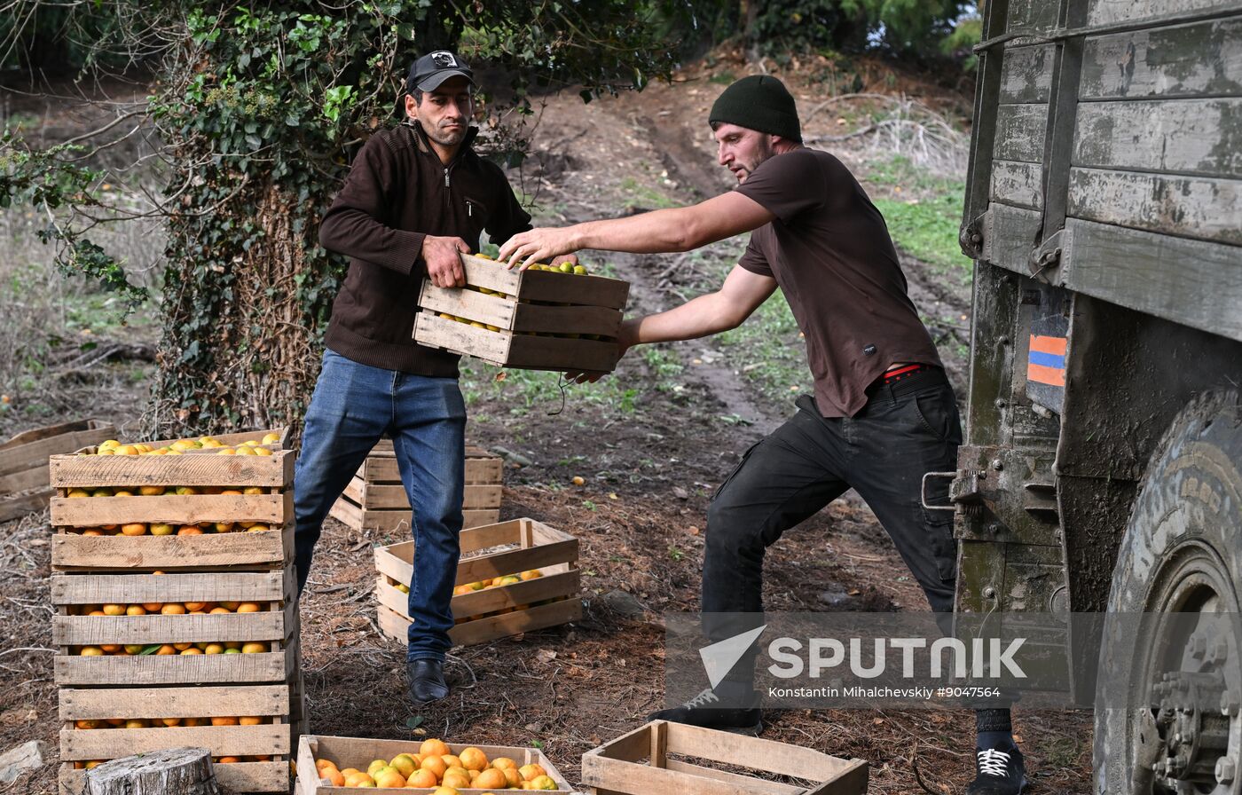 Abkhazia Agriculture Mandarines Harvesting