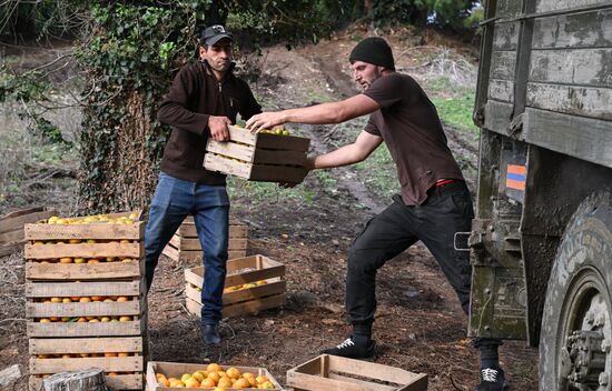 Abkhazia Agriculture Mandarines Harvesting