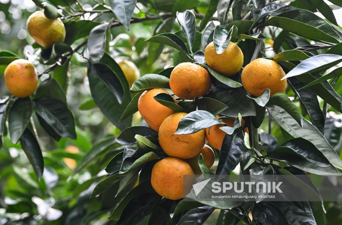 Abkhazia Agriculture Mandarines Harvesting