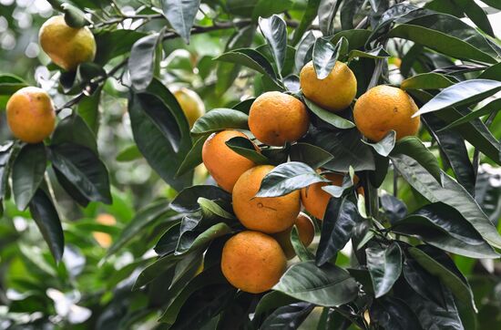 Abkhazia Agriculture Mandarines Harvesting
