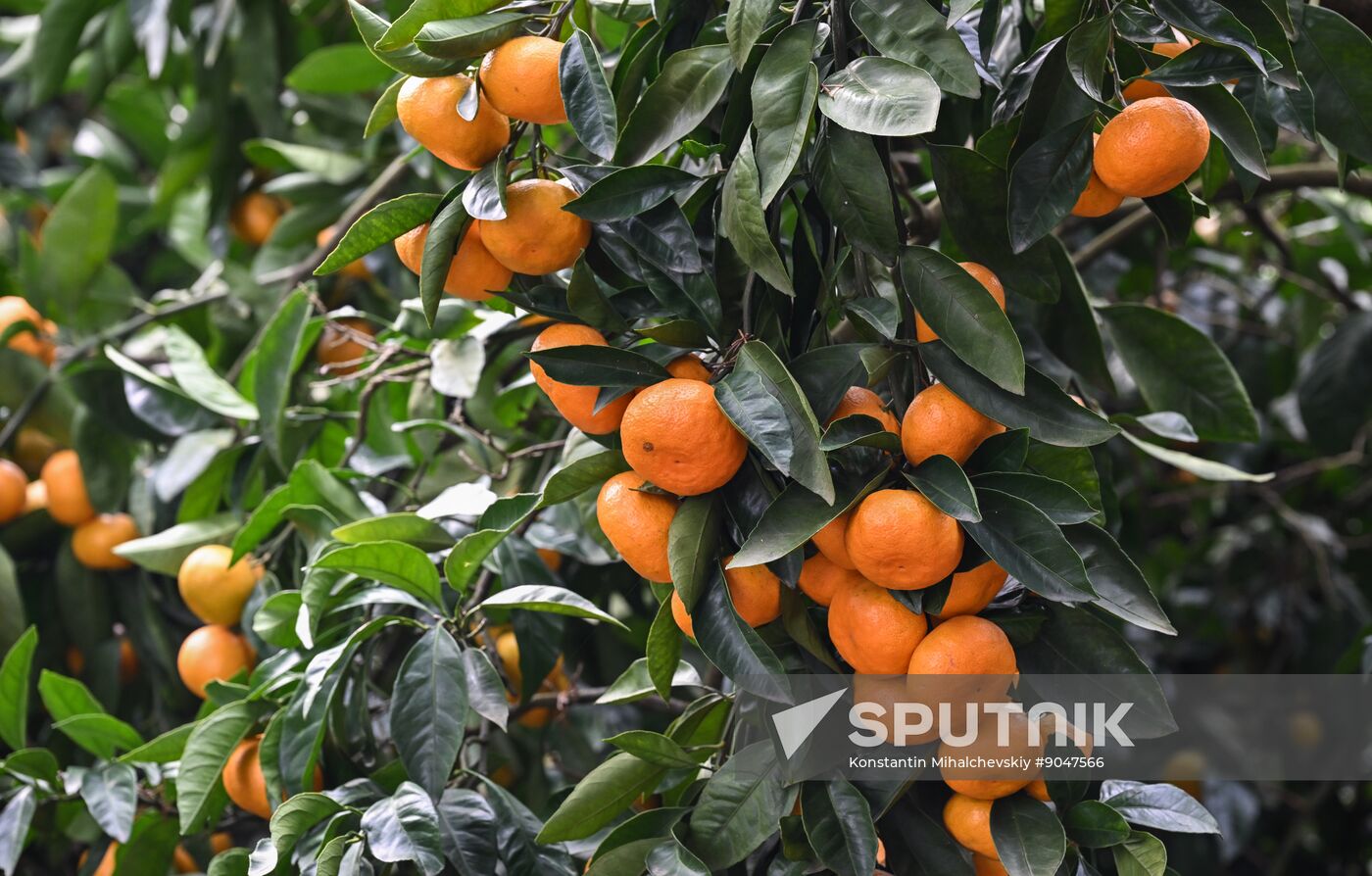 Abkhazia Agriculture Mandarines Harvesting