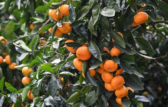 Abkhazia Agriculture Mandarines Harvesting