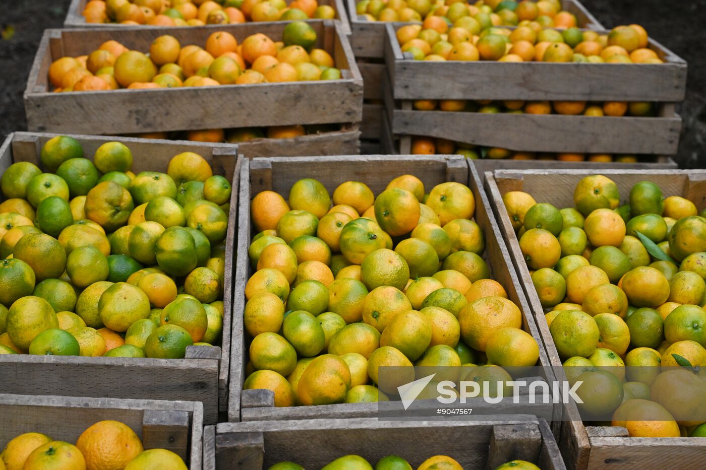 Abkhazia Agriculture Mandarines Harvesting
