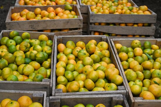 Abkhazia Agriculture Mandarines Harvesting
