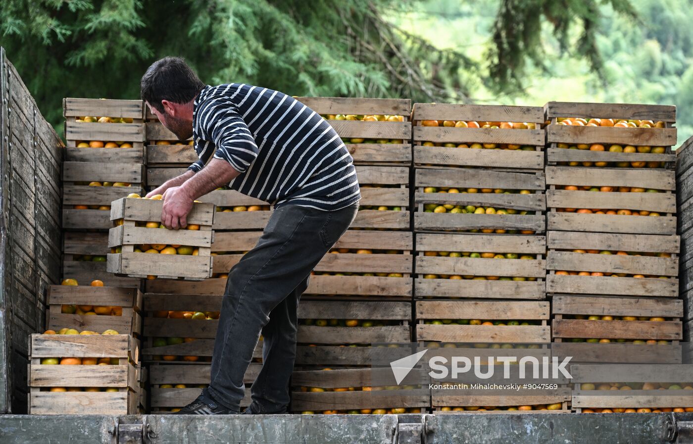 Abkhazia Agriculture Mandarines Harvesting