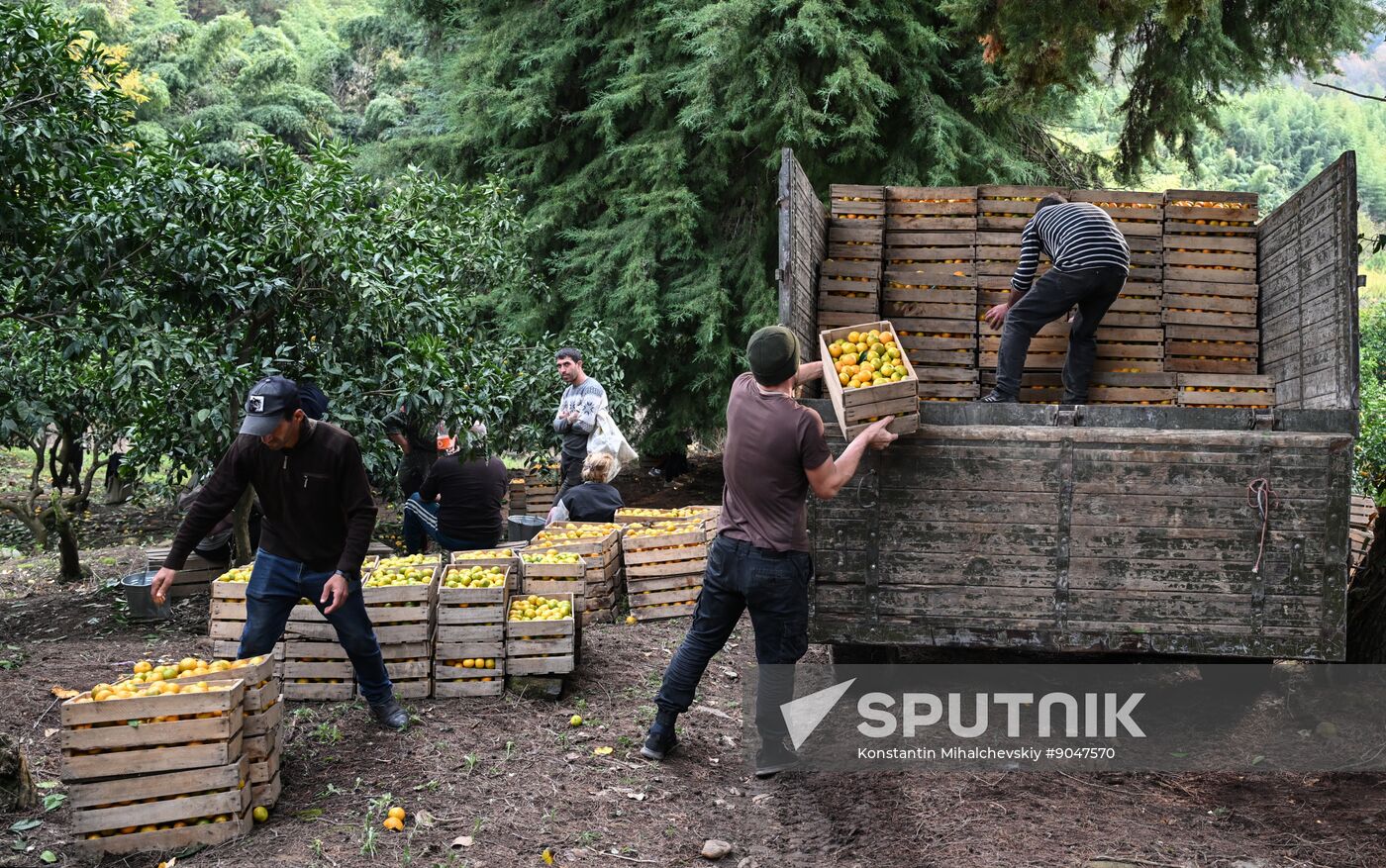 Abkhazia Agriculture Mandarines Harvesting