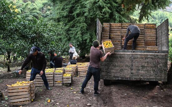 Abkhazia Agriculture Mandarines Harvesting
