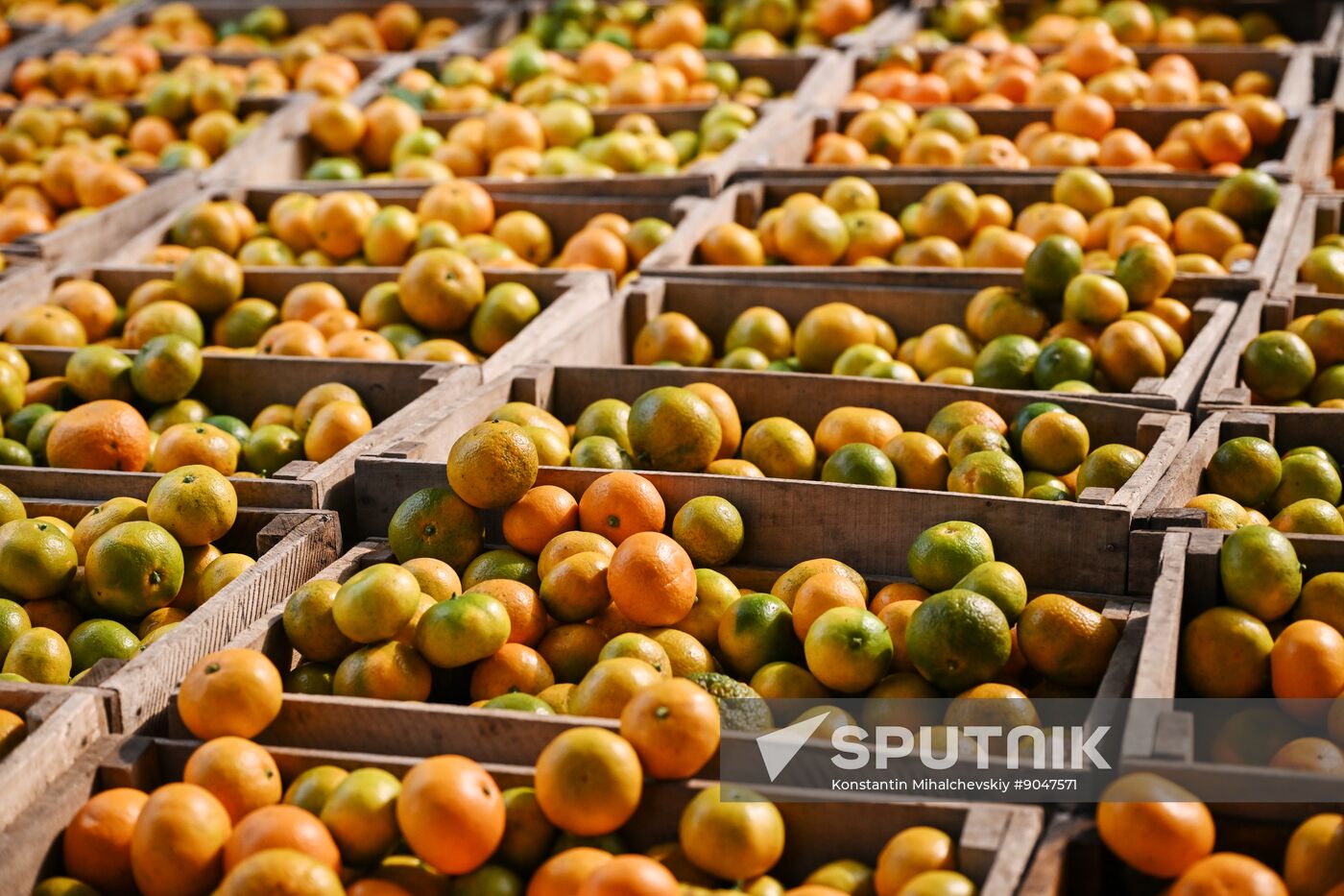 Abkhazia Agriculture Mandarines Harvesting