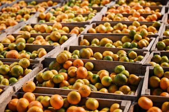 Abkhazia Agriculture Mandarines Harvesting