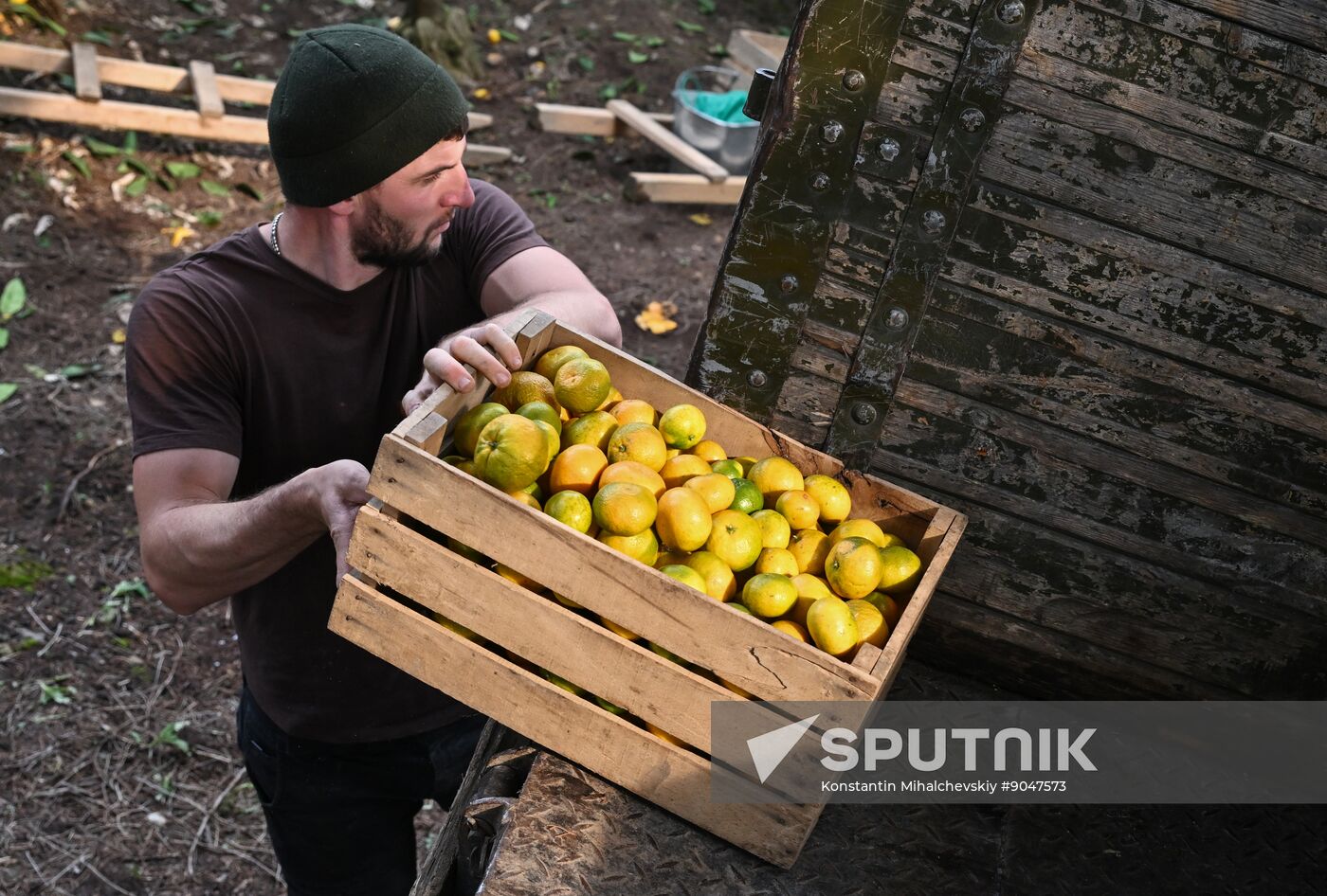 Abkhazia Agriculture Mandarines Harvesting
