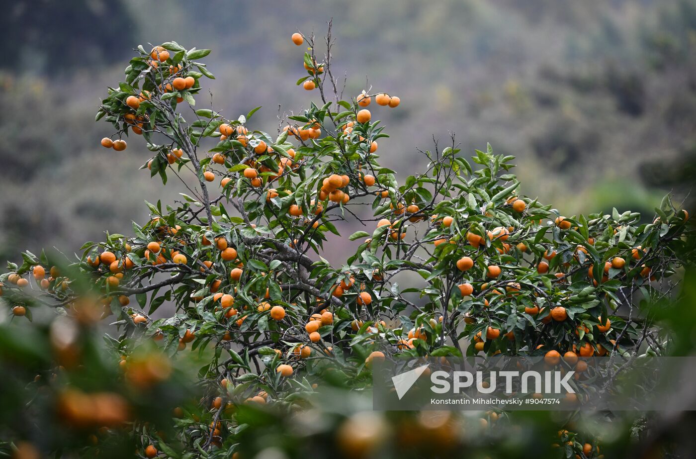 Abkhazia Agriculture Mandarines Harvesting