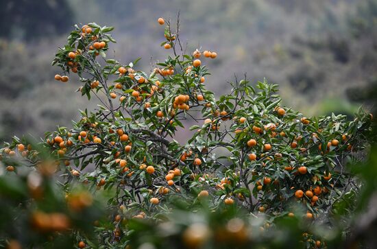 Abkhazia Agriculture Mandarines Harvesting