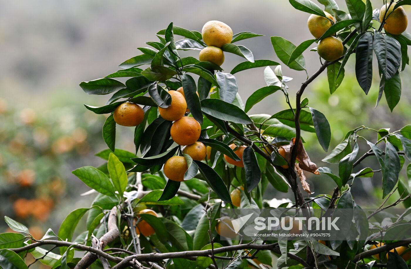 Abkhazia Agriculture Mandarines Harvesting
