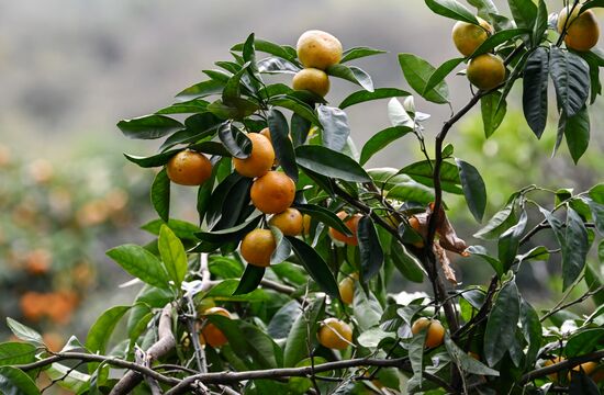 Abkhazia Agriculture Mandarines Harvesting