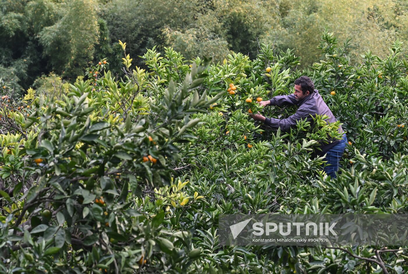 Abkhazia Agriculture Mandarines Harvesting