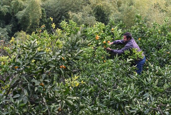 Abkhazia Agriculture Mandarines Harvesting