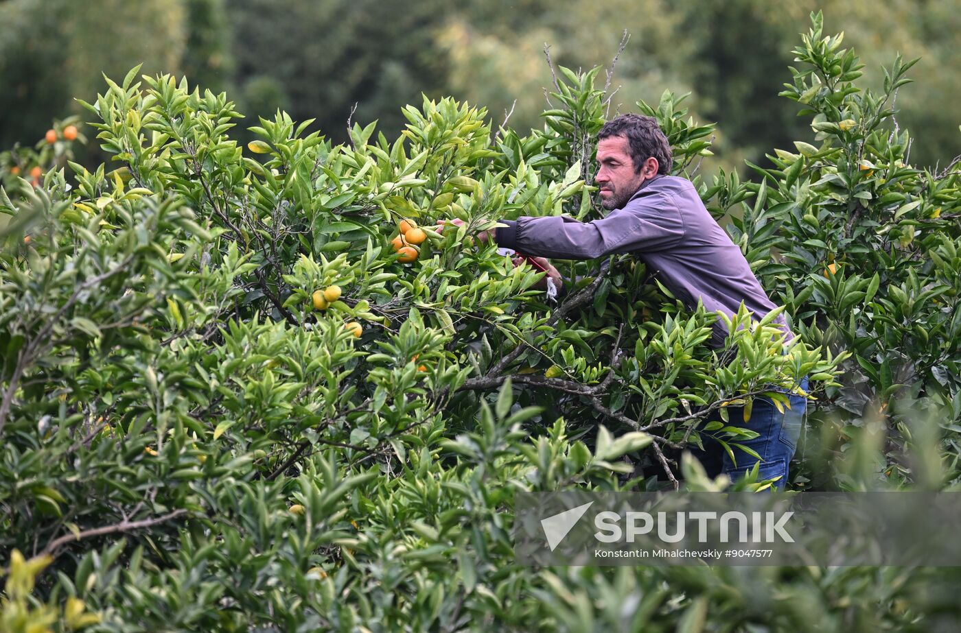 Abkhazia Agriculture Mandarines Harvesting