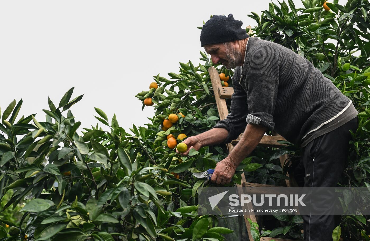 Abkhazia Agriculture Mandarines Harvesting