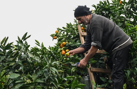 Abkhazia Agriculture Mandarines Harvesting