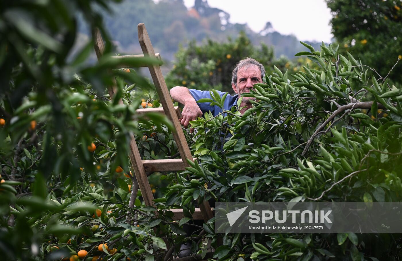 Abkhazia Agriculture Mandarines Harvesting
