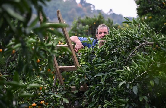 Abkhazia Agriculture Mandarines Harvesting