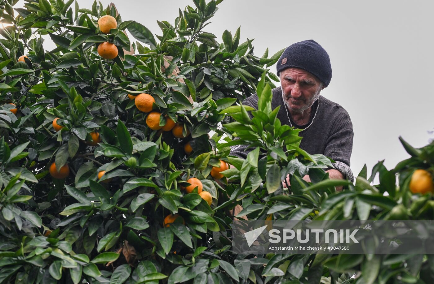 Abkhazia Agriculture Mandarines Harvesting