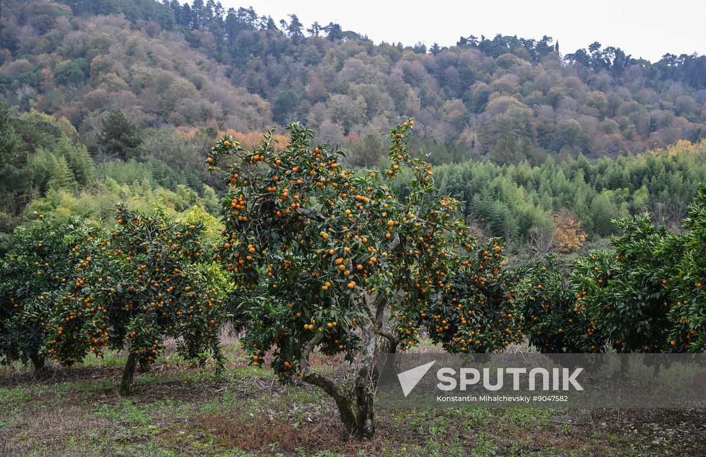 Abkhazia Agriculture Mandarines Harvesting