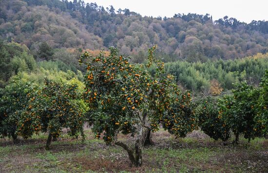 Abkhazia Agriculture Mandarines Harvesting