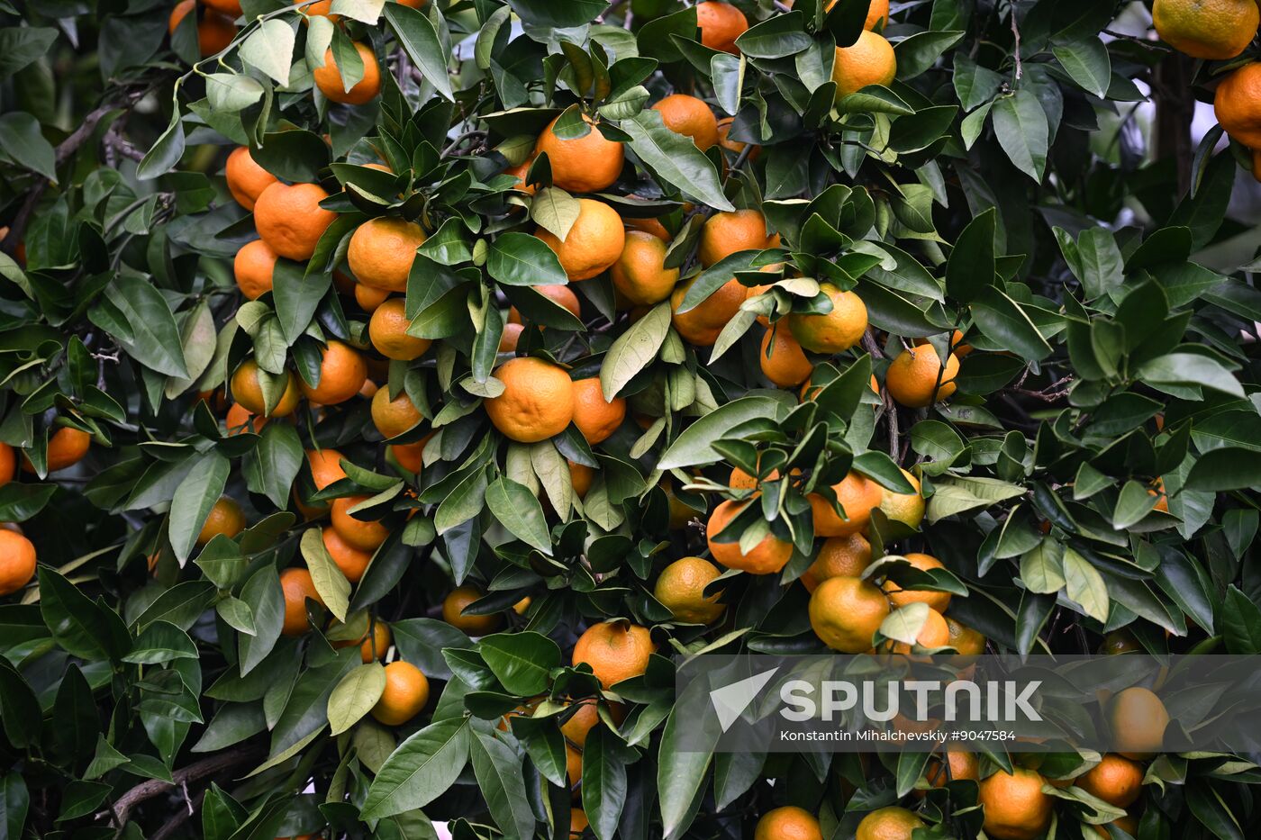 Abkhazia Agriculture Mandarines Harvesting