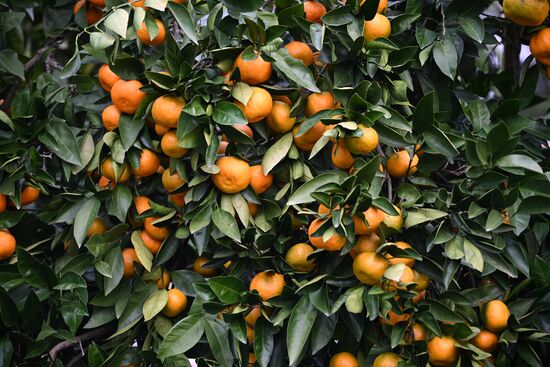 Abkhazia Agriculture Mandarines Harvesting
