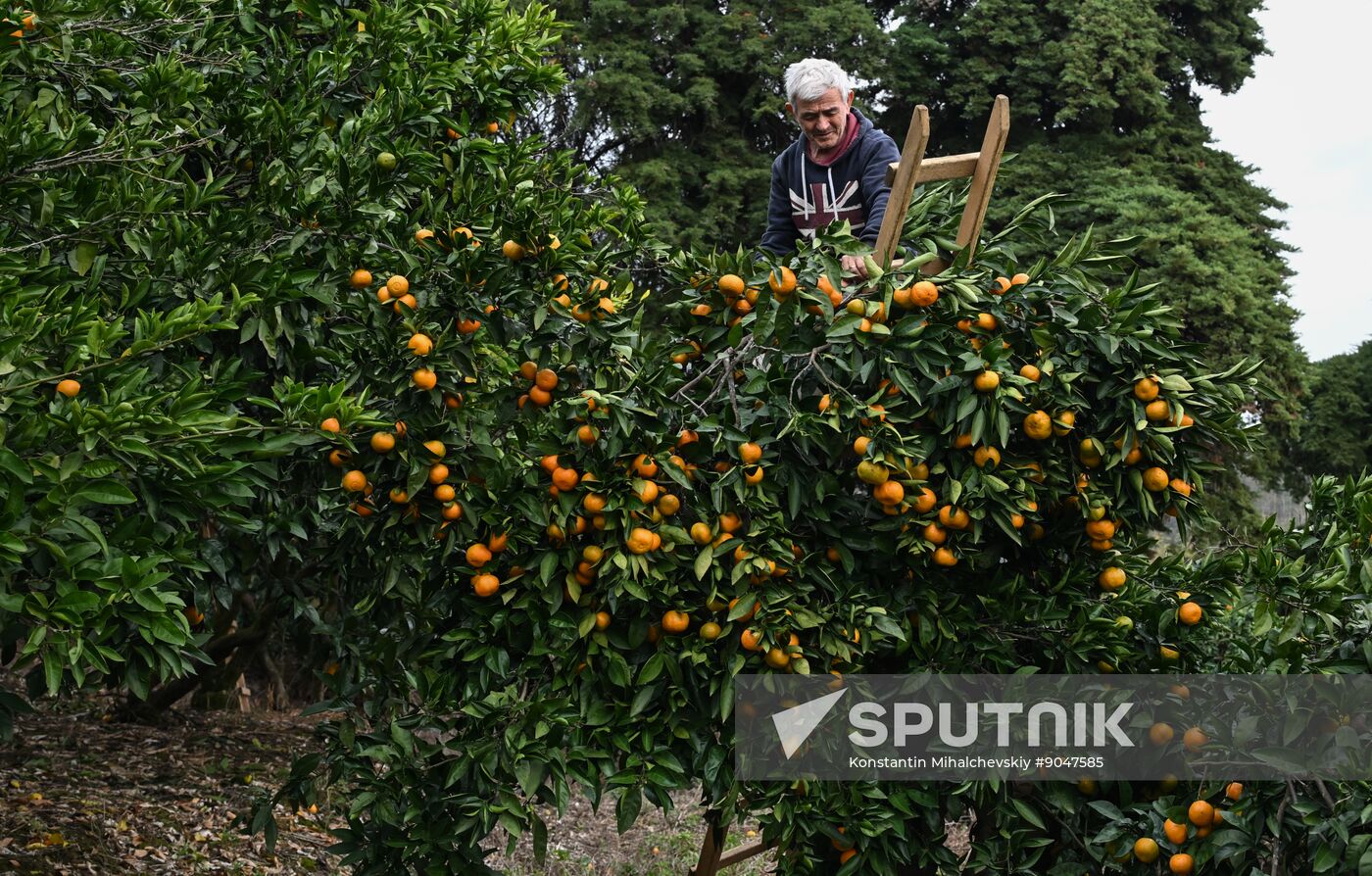 Abkhazia Agriculture Mandarines Harvesting
