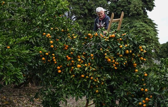 Abkhazia Agriculture Mandarines Harvesting