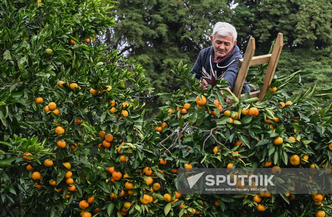 Abkhazia Agriculture Mandarines Harvesting