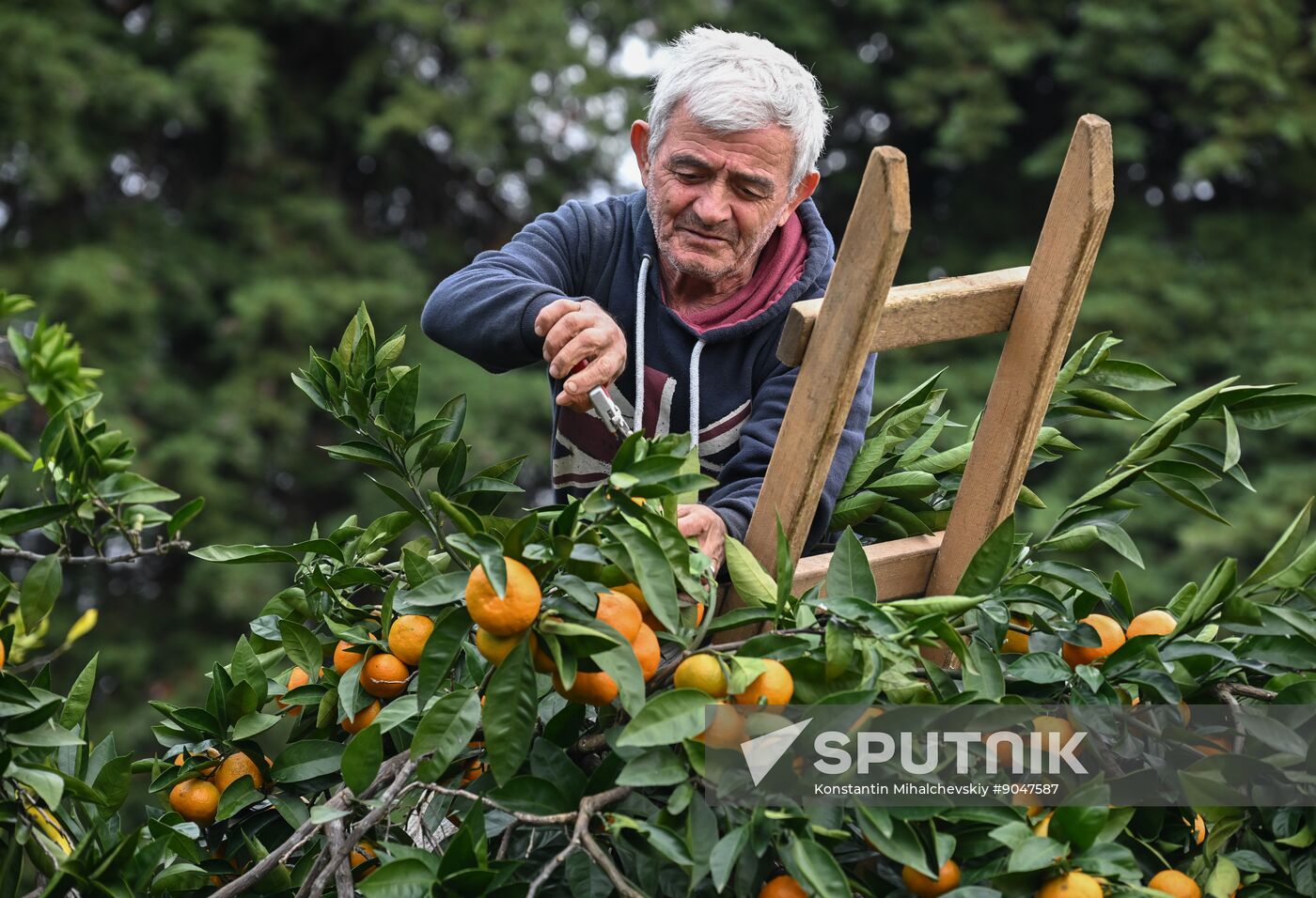 Abkhazia Agriculture Mandarines Harvesting