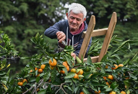 Abkhazia Agriculture Mandarines Harvesting