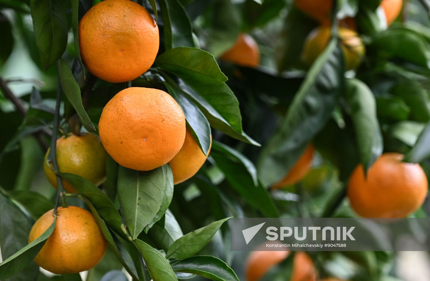 Abkhazia Agriculture Mandarines Harvesting