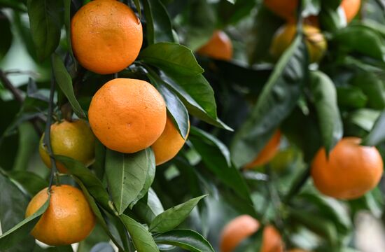 Abkhazia Agriculture Mandarines Harvesting