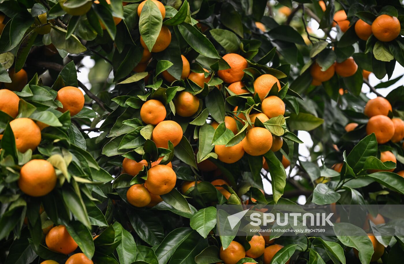 Abkhazia Agriculture Mandarines Harvesting