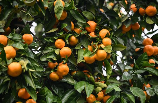 Abkhazia Agriculture Mandarines Harvesting