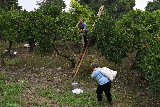 Abkhazia Agriculture Mandarines Harvesting