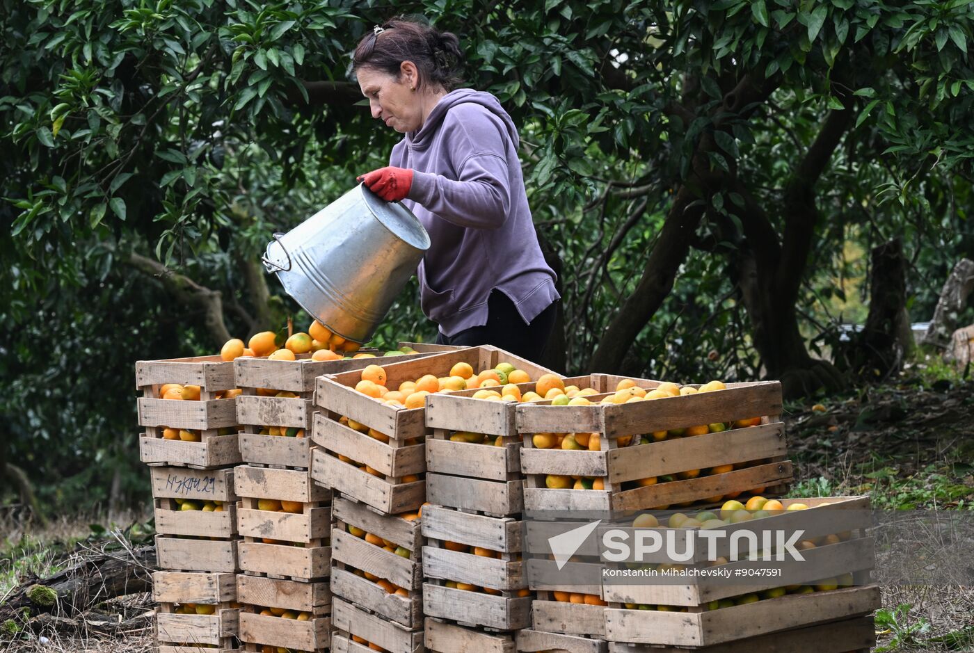 Abkhazia Agriculture Mandarines Harvesting