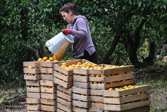 Abkhazia Agriculture Mandarines Harvesting