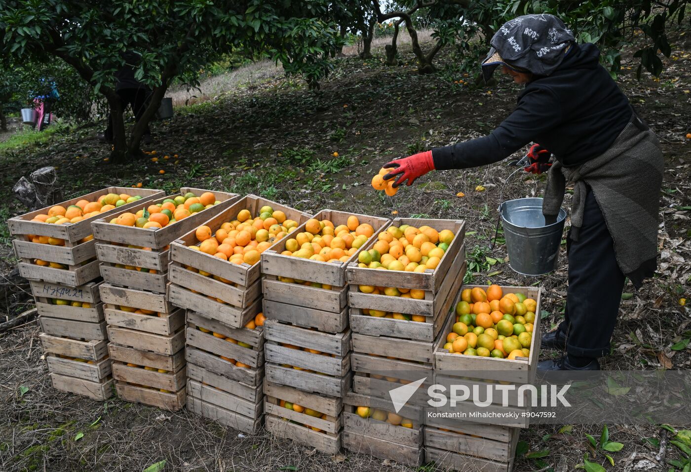 Abkhazia Agriculture Mandarines Harvesting