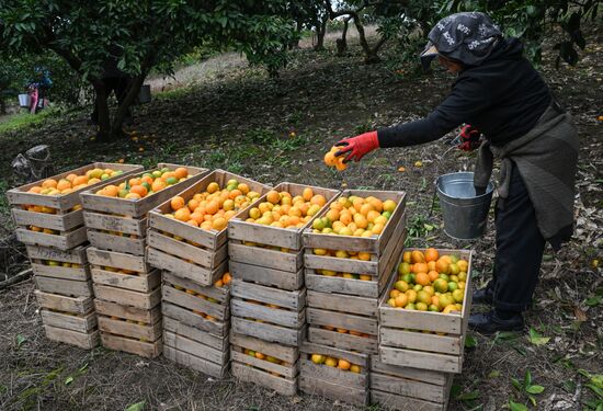 Abkhazia Agriculture Mandarines Harvesting