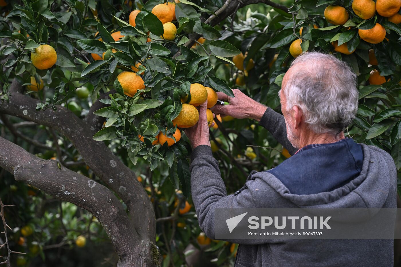 Abkhazia Agriculture Mandarines Harvesting