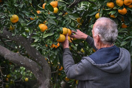 Abkhazia Agriculture Mandarines Harvesting