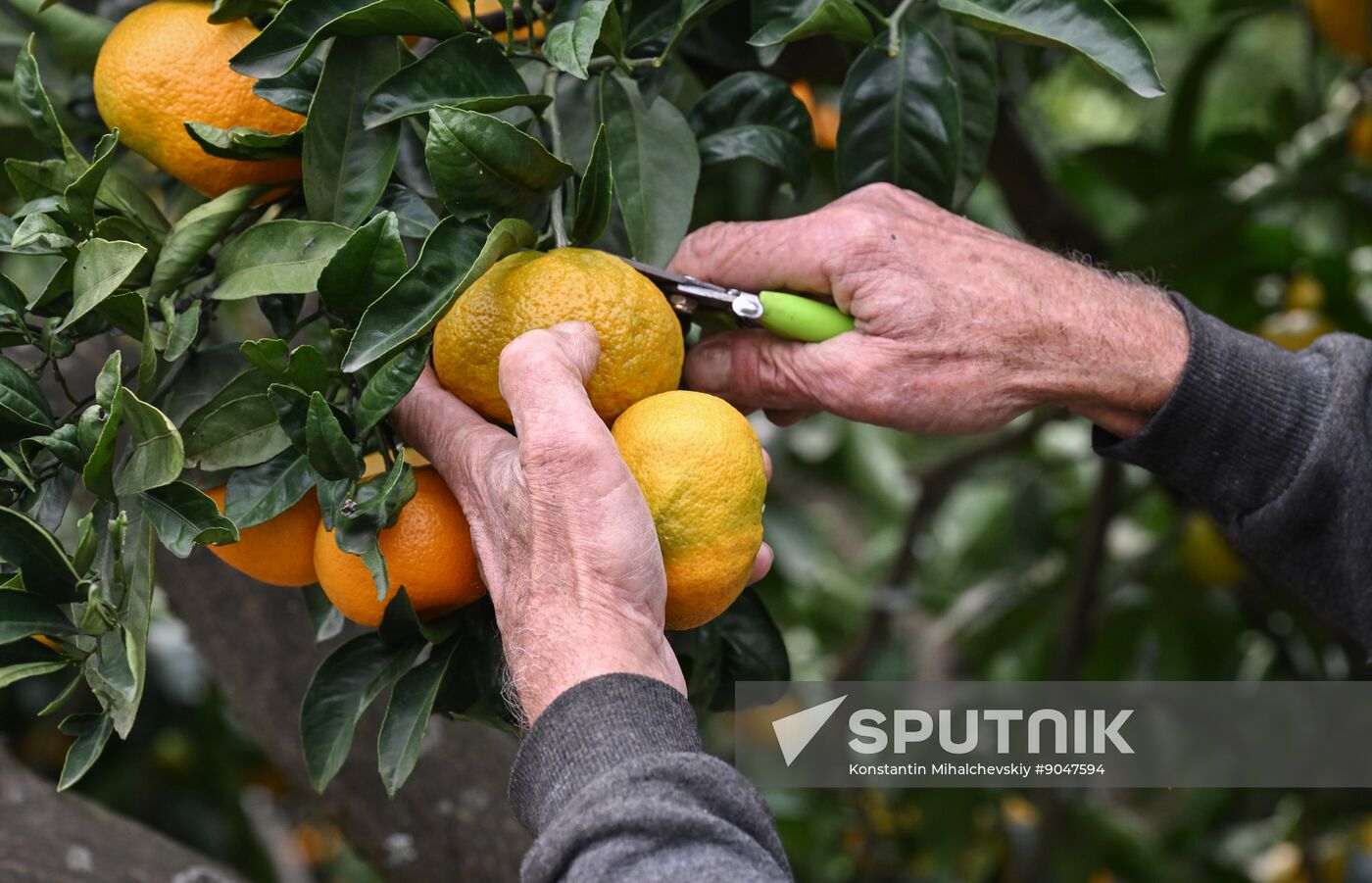 Abkhazia Agriculture Mandarines Harvesting