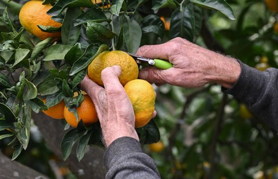 Abkhazia Agriculture Mandarines Harvesting