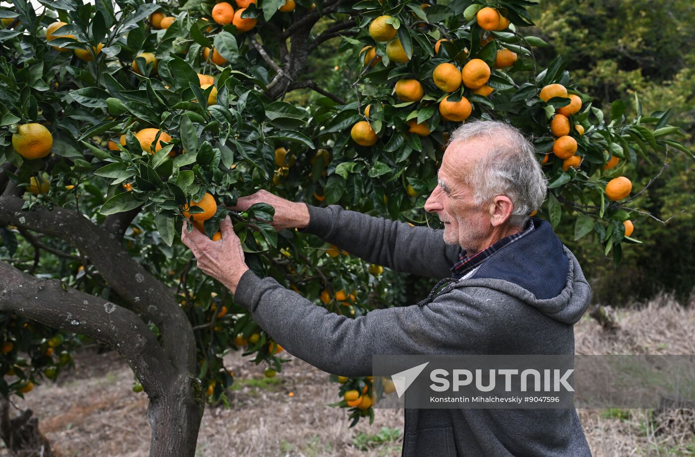Abkhazia Agriculture Mandarines Harvesting